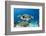 Hawksbill Turtle (Eretmochelys Imbricata)-Reinhard Dirscherl-Framed Photographic Print