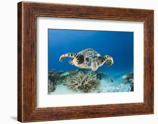 Hawksbill Turtle (Eretmochelys Imbricata)-Reinhard Dirscherl-Framed Photographic Print