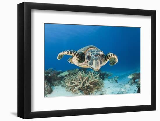 Hawksbill Turtle (Eretmochelys Imbricata)-Reinhard Dirscherl-Framed Photographic Print