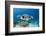 Hawksbill Turtle (Eretmochelys Imbricata)-Reinhard Dirscherl-Framed Photographic Print