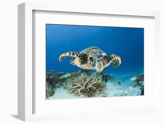 Hawksbill Turtle (Eretmochelys Imbricata)-Reinhard Dirscherl-Framed Photographic Print