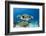 Hawksbill Turtle (Eretmochelys Imbricata)-Reinhard Dirscherl-Framed Photographic Print