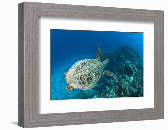 Hawksbill Turtle (Eretmochelys Imbricata)-Reinhard Dirscherl-Framed Photographic Print