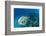 Hawksbill Turtle (Eretmochelys Imbricata)-Reinhard Dirscherl-Framed Photographic Print