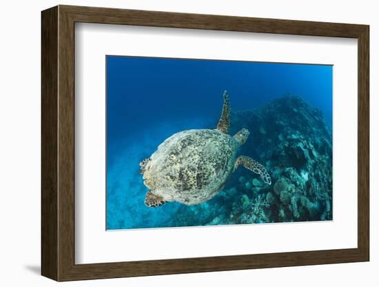 Hawksbill Turtle (Eretmochelys Imbricata)-Reinhard Dirscherl-Framed Photographic Print