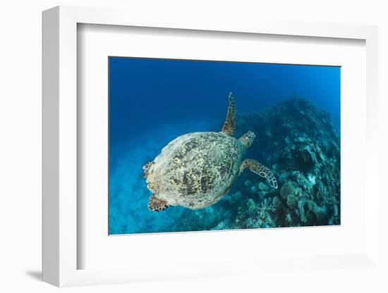 Hawksbill Turtle (Eretmochelys Imbricata)-Reinhard Dirscherl-Framed Photographic Print