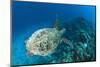 Hawksbill Turtle (Eretmochelys Imbricata)-Reinhard Dirscherl-Mounted Photographic Print