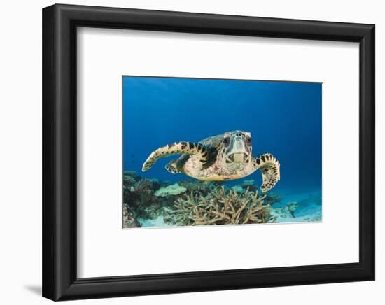 Hawksbill Turtle (Eretmochelys Imbricata)-Reinhard Dirscherl-Framed Photographic Print