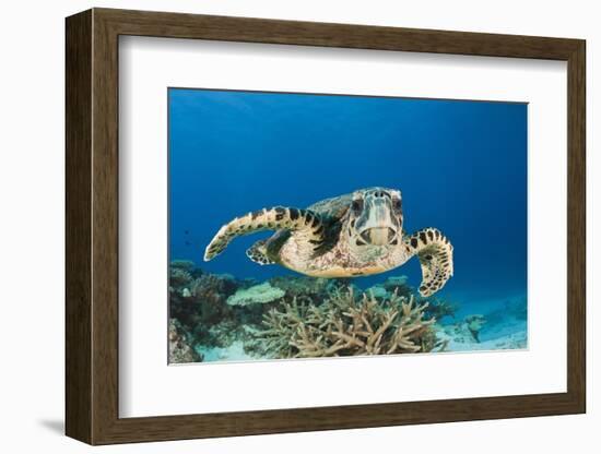 Hawksbill Turtle (Eretmochelys Imbricata)-Reinhard Dirscherl-Framed Photographic Print