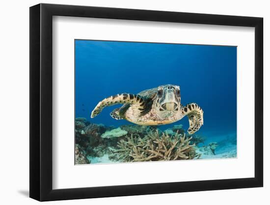 Hawksbill Turtle (Eretmochelys Imbricata)-Reinhard Dirscherl-Framed Photographic Print