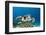 Hawksbill Turtle (Eretmochelys Imbricata)-Reinhard Dirscherl-Framed Photographic Print