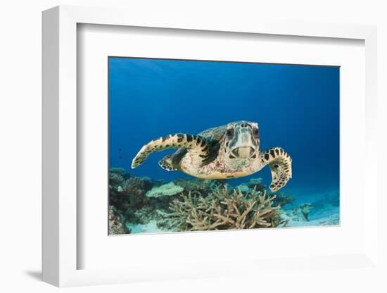 Hawksbill Turtle (Eretmochelys Imbricata)-Reinhard Dirscherl-Framed Photographic Print