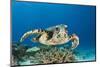 Hawksbill Turtle (Eretmochelys Imbricata)-Reinhard Dirscherl-Mounted Photographic Print