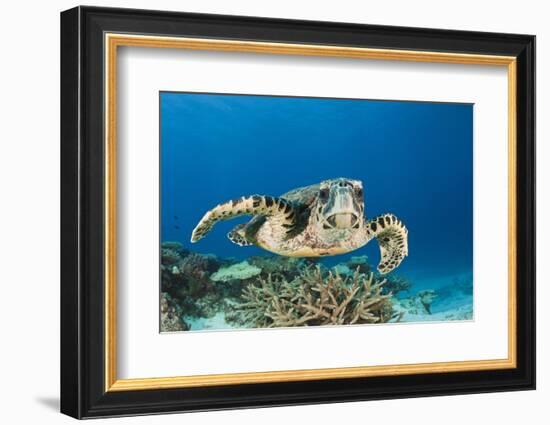 Hawksbill Turtle (Eretmochelys Imbricata)-Reinhard Dirscherl-Framed Photographic Print