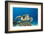 Hawksbill Turtle (Eretmochelys Imbricata)-Reinhard Dirscherl-Framed Photographic Print