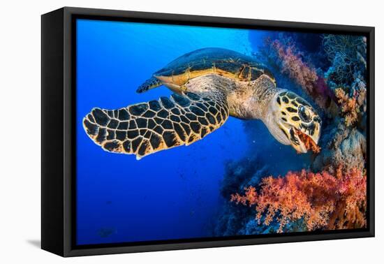 Hawksbill turtle feeding on red soft coral, Egypt-Alex Mustard-Framed Premier Image Canvas