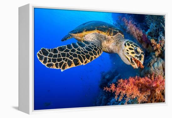 Hawksbill turtle feeding on red soft coral, Egypt-Alex Mustard-Framed Premier Image Canvas