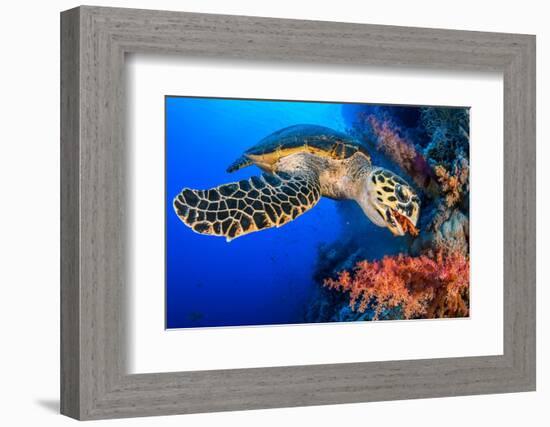 Hawksbill turtle feeding on red soft coral, Egypt-Alex Mustard-Framed Photographic Print