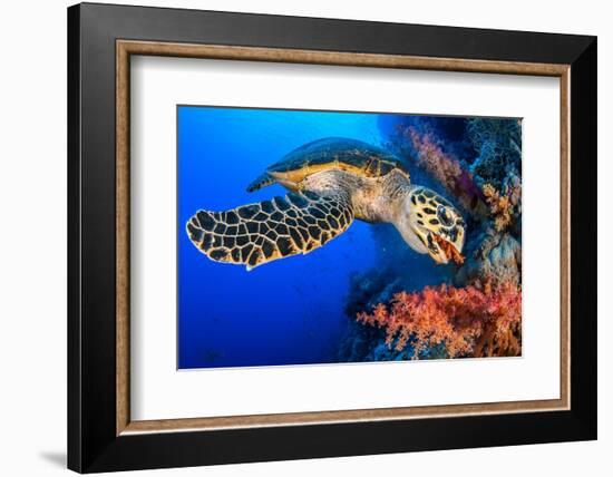 Hawksbill turtle feeding on red soft coral, Egypt-Alex Mustard-Framed Photographic Print