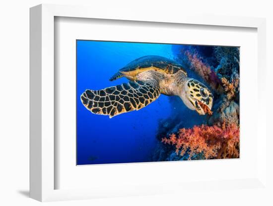 Hawksbill turtle feeding on red soft coral, Egypt-Alex Mustard-Framed Photographic Print