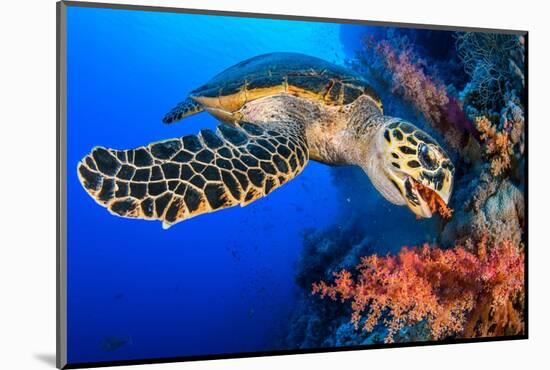Hawksbill turtle feeding on red soft coral, Egypt-Alex Mustard-Mounted Photographic Print