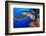 Hawksbill turtle feeding on red soft coral, Egypt-Alex Mustard-Framed Photographic Print