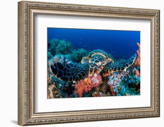 Hawksbill turtle feeding on red soft corals, Egypt-Alex Mustard-Framed Photographic Print