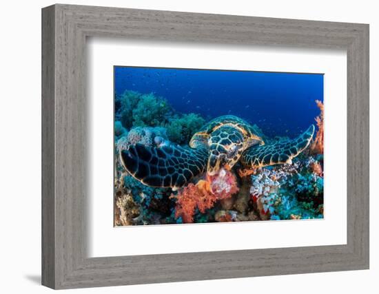 Hawksbill turtle feeding on red soft corals, Egypt-Alex Mustard-Framed Photographic Print