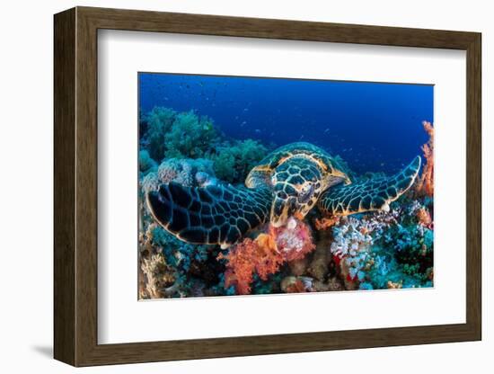 Hawksbill turtle feeding on red soft corals, Egypt-Alex Mustard-Framed Photographic Print