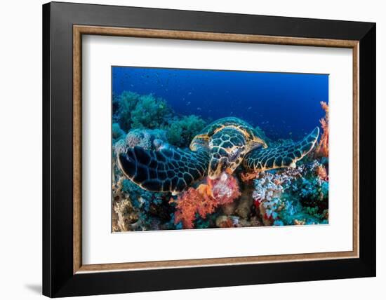 Hawksbill turtle feeding on red soft corals, Egypt-Alex Mustard-Framed Photographic Print