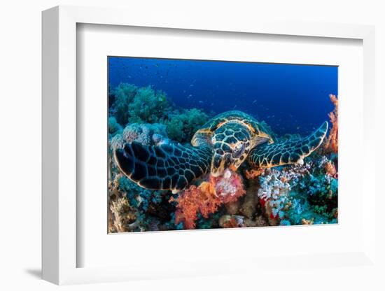 Hawksbill turtle feeding on red soft corals, Egypt-Alex Mustard-Framed Photographic Print