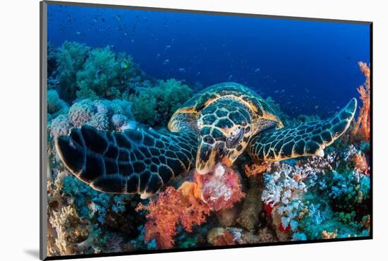 Hawksbill turtle feeding on red soft corals, Egypt-Alex Mustard-Mounted Photographic Print