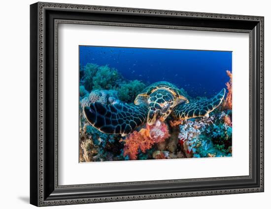 Hawksbill turtle feeding on red soft corals, Egypt-Alex Mustard-Framed Photographic Print