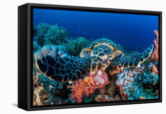 Hawksbill turtle feeding on red soft corals, Egypt-Alex Mustard-Framed Premier Image Canvas