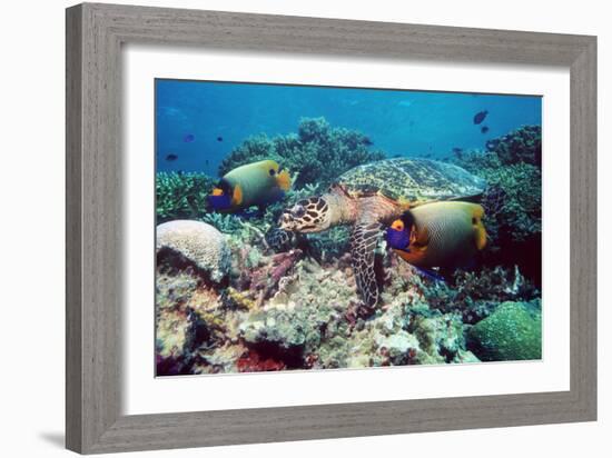 Hawksbill Turtle Feeding-Georgette Douwma-Framed Photographic Print