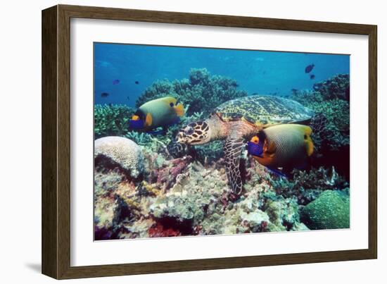 Hawksbill Turtle Feeding-Georgette Douwma-Framed Photographic Print