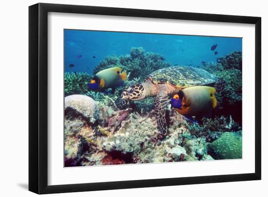 Hawksbill Turtle Feeding-Georgette Douwma-Framed Photographic Print