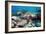 Hawksbill Turtle Feeding-Georgette Douwma-Framed Photographic Print