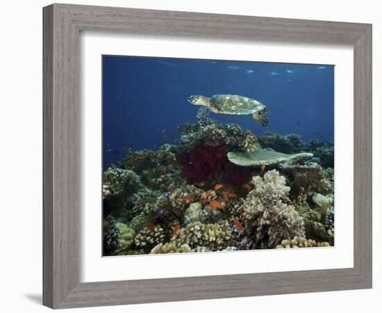 Hawksbill Turtle Glides Over the Pristine Reefs in Fiji-Stocktrek Images-Framed Photographic Print