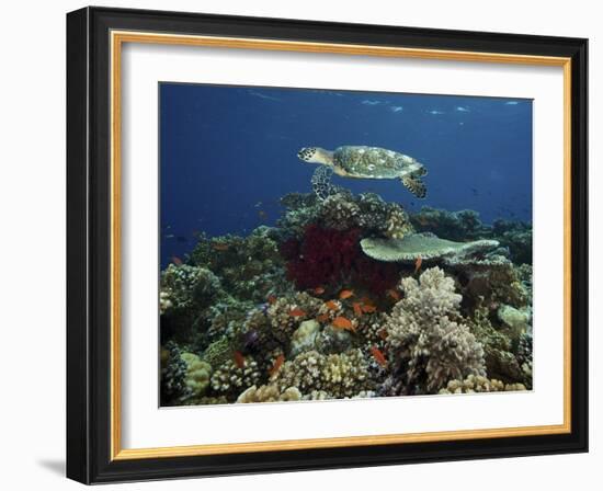 Hawksbill Turtle Glides Over the Pristine Reefs in Fiji-Stocktrek Images-Framed Photographic Print