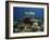 Hawksbill Turtle Glides Over the Pristine Reefs in Fiji-Stocktrek Images-Framed Photographic Print