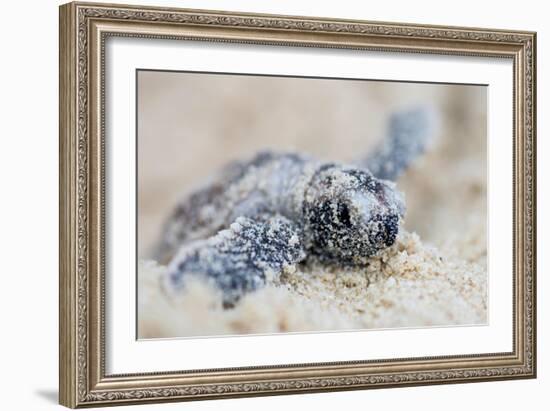 Hawksbill Turtle Hatching-Lantern Press-Framed Art Print