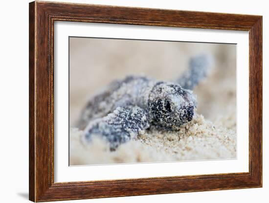 Hawksbill Turtle Hatching-Lantern Press-Framed Art Print