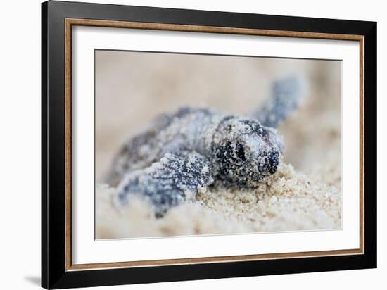 Hawksbill Turtle Hatching-Lantern Press-Framed Art Print