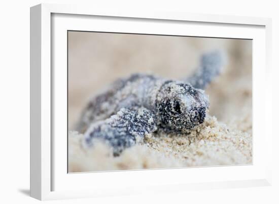 Hawksbill Turtle Hatching-Lantern Press-Framed Art Print