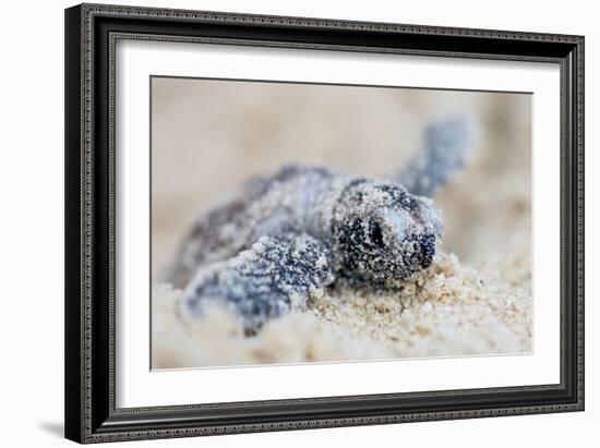 Hawksbill Turtle Hatching-Lantern Press-Framed Art Print