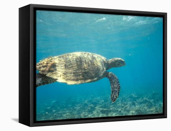 Hawksbill Turtle, Mayotte Island, Comoros, Africa-Pete Oxford-Framed Premier Image Canvas