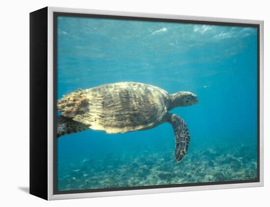 Hawksbill Turtle, Mayotte Island, Comoros, Africa-Pete Oxford-Framed Premier Image Canvas