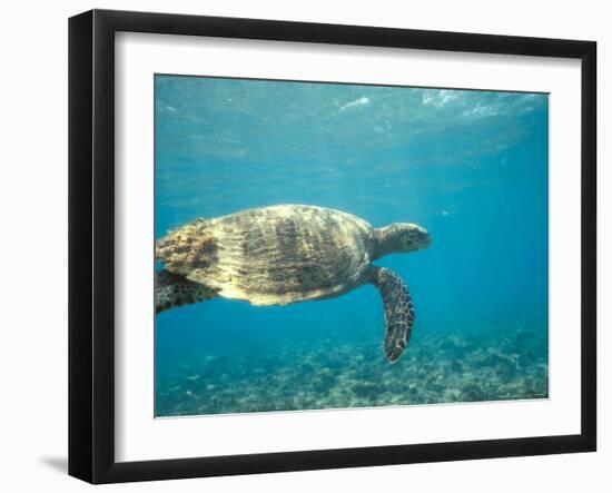 Hawksbill Turtle, Mayotte Island, Comoros, Africa-Pete Oxford-Framed Photographic Print