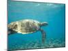 Hawksbill Turtle, Mayotte Island, Comoros, Africa-Pete Oxford-Mounted Photographic Print